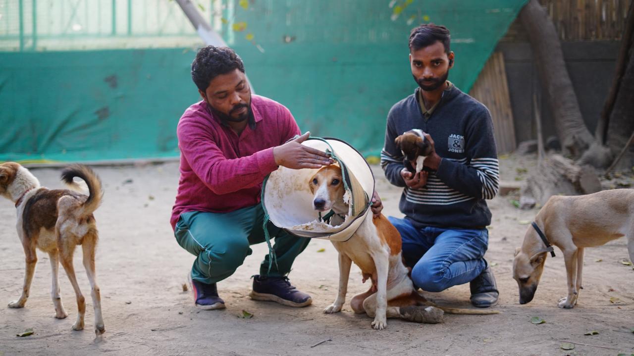 Volunteers Caring for Dogs at Shelter Area